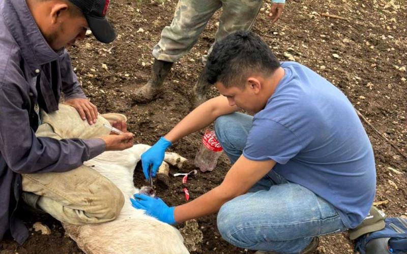 Más de 10 mil animales inspeccionados en una semana por Gusano Barrenador
