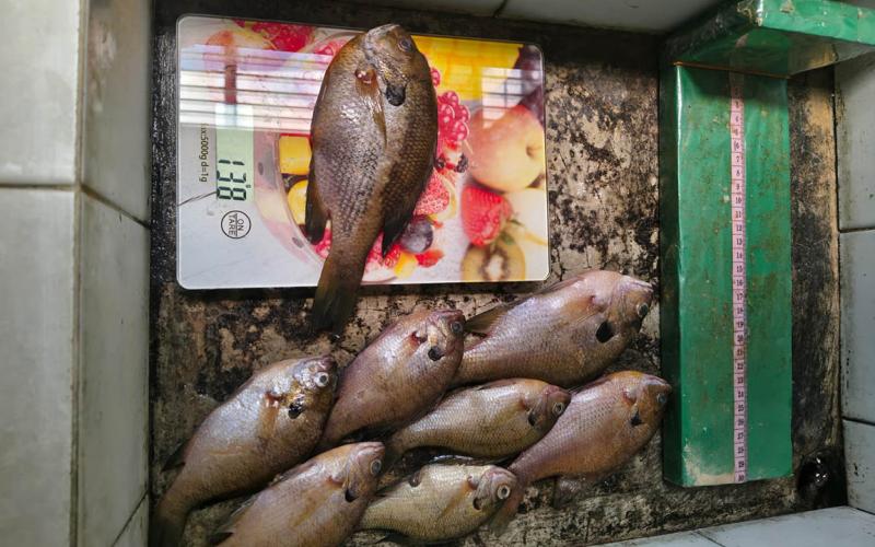 Monitoreo biológico en el lago de Atitlán para identificar especies de peces que se capturan