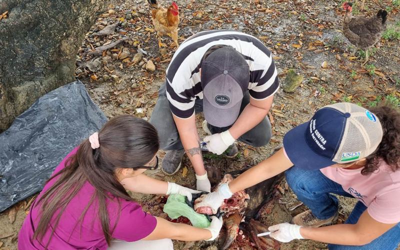 Activan protocolos sanitarios en Petén ante súbita muerte de bovino
