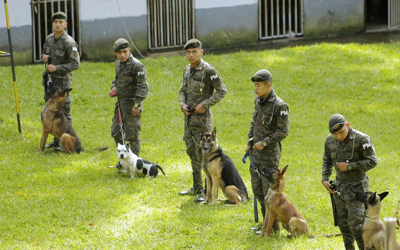 Aliados de cuatro patas que salvan vidas y fortalecen la respuesta ante emergencias