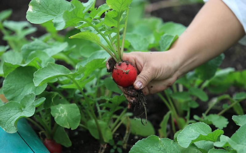 Impulsamos el cultivo de hortalizas para fortalecer la seguridad alimentaria
