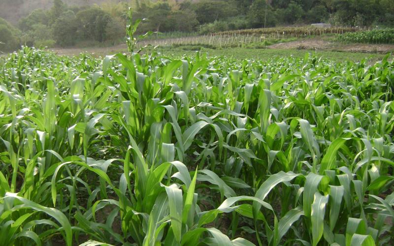 La agricultura impulsa el desarrollo rural y la diversificación productiva del país