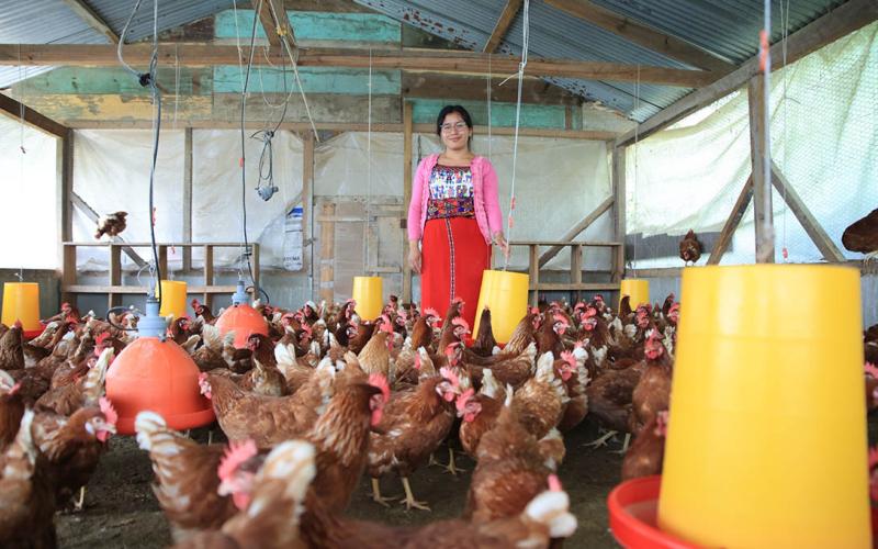 Prácticas adecuadas para el manejo de gallinas ponedoras