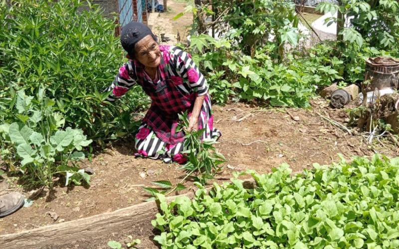 Producción en patio mejora economía de familias rurales
