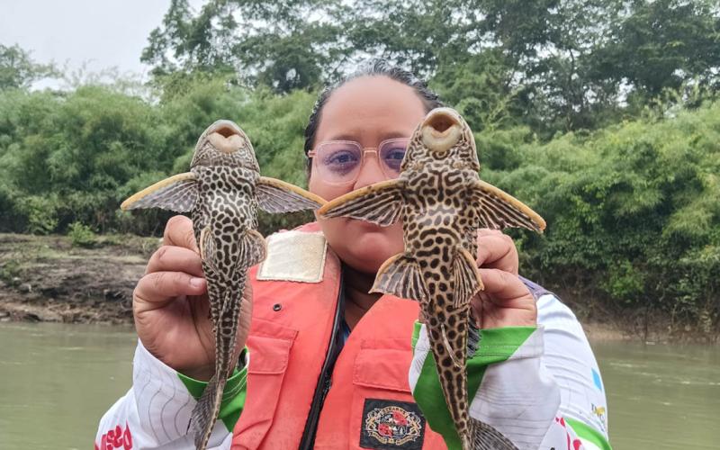 Realizan pesca científica para identificar especies de peces en río La Pasión