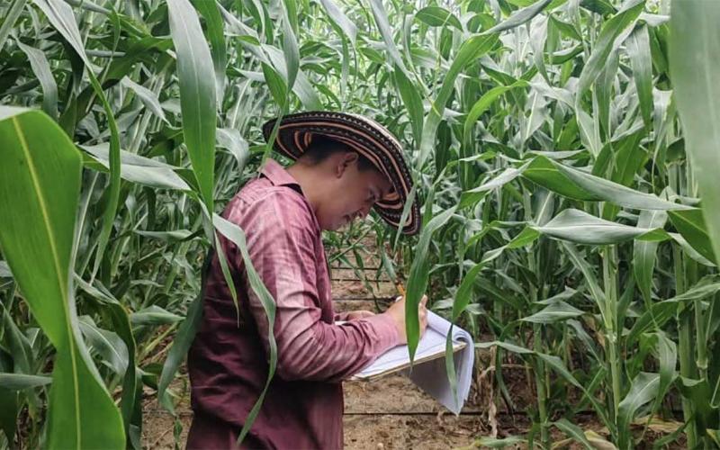 Realizan estudios agrícolas para optimizar cultivos de arroz y sorgo