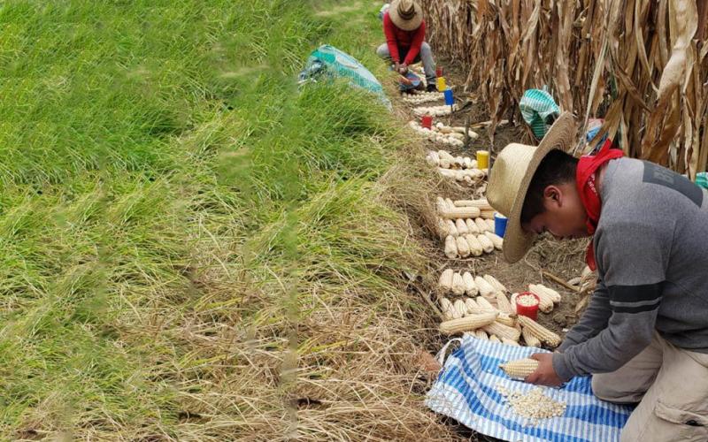 Transferencia tecnológica: éxitos en la producción de semillas de alta calidad