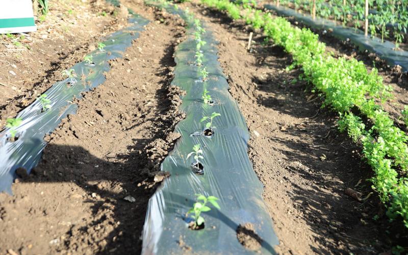 El frío no cede: refuerzan recomendaciones para proteger cultivos y ganado