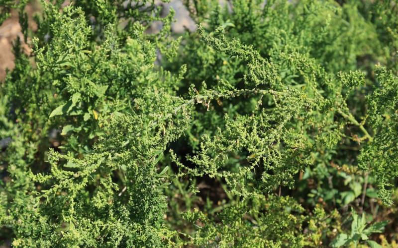 Apazote, la planta tradicional que cuida la digestión y conecta con la cultura maya