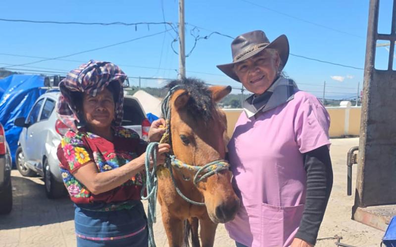 Brindan atención veterinaria a animales de trabajo