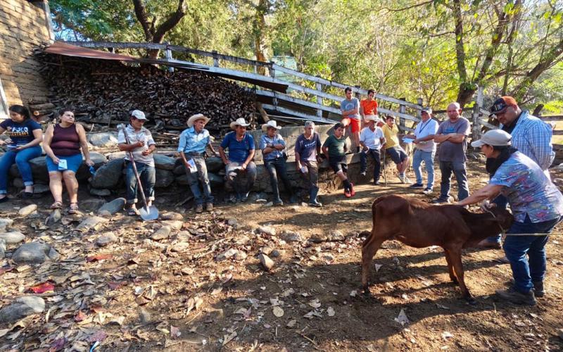 Capacitan a productores pecuarios en aplicación de medicamentos a bovinos
