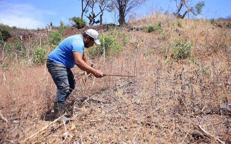 Cobertura vegetal mejora la productividad y protege los suelos agrícolas