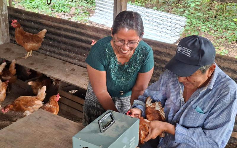 Entregan 200 pollitas ponedoras en San Andrés
