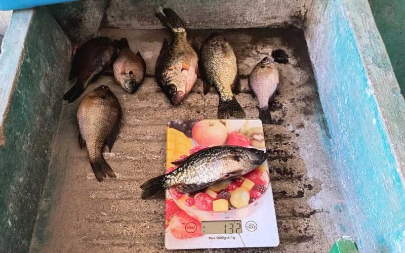 Mojarra negra lidera las capturas registradas en el lago de Atitlán