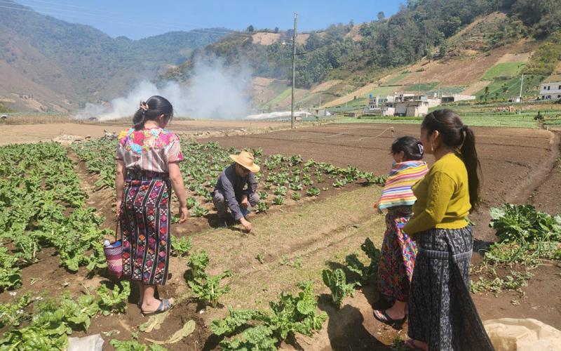 Monitorean el desarrollo de cultivos de cebolla en Zunil