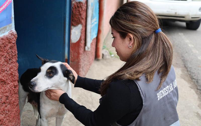 Se cumplen nueve años de construir una cultura de respeto hacia los animales