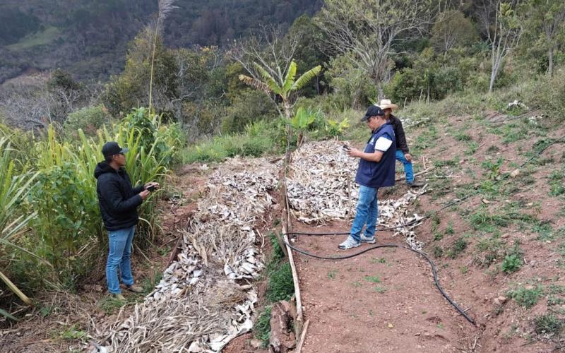 Tecnifican producción de café y riego por goteo en comunidades de Zacapa