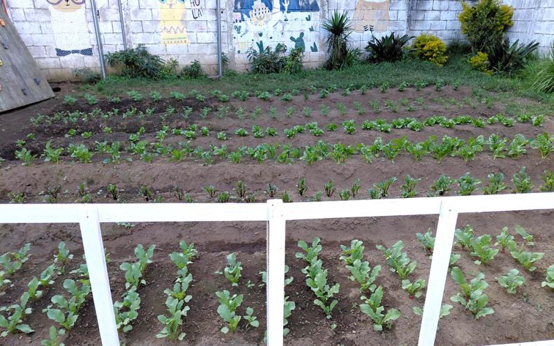 Un huerto que alimenta y educa a la niñez en resguardo