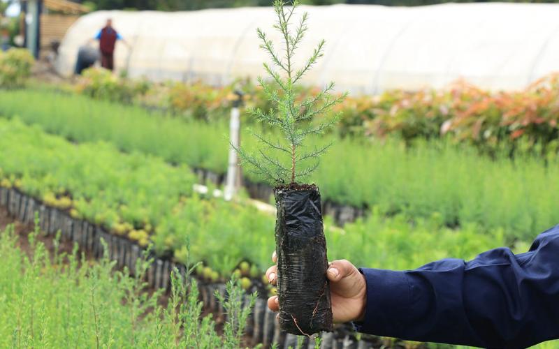 Reforestar: la apuesta que restaura ecosistemas y dinamiza economías locales