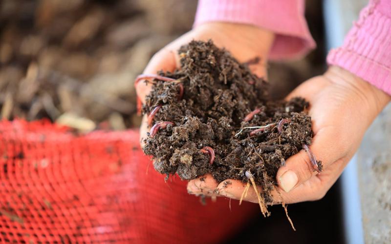 Lombricompost:  suelo más fértil, mejores cultivos y más productividad