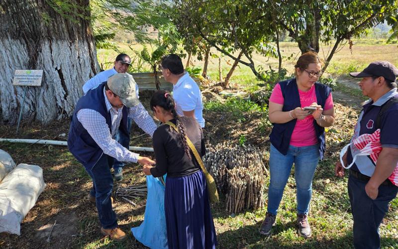 Distribuyen 10 mil esquejes de yuca para diversificar cultivos en Baja Verapaz