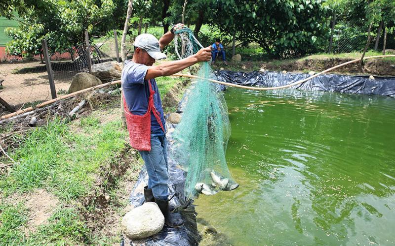 El traspatio se transforma en fuente de alimento e ingresos para muchas familias