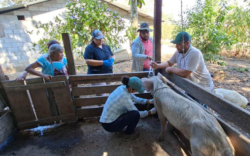 Fortalecen la salud porcina en comunidades de El Chal, Petén