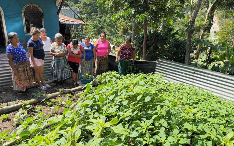 Impulsan cosecha de bledo criollo en huertos comunales de Suchitepéquez