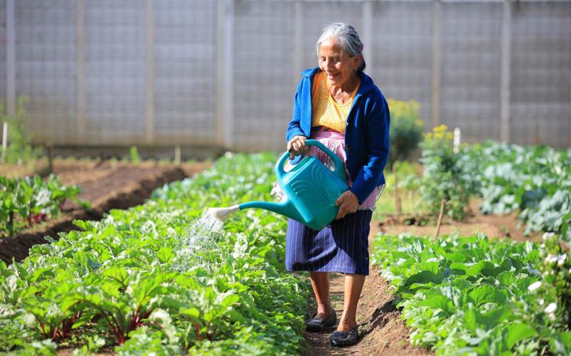 Información agroclimática fortalece la producción agrícola en Guatemala