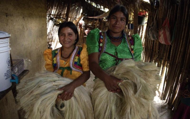 Mujeres Maguey 