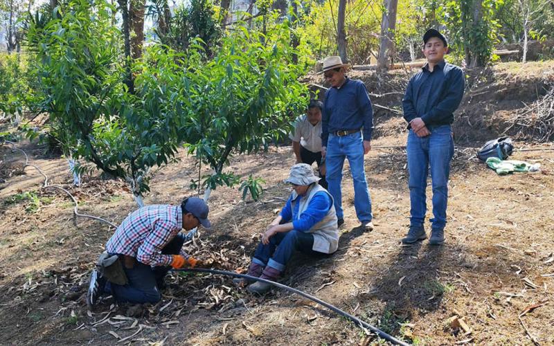 Optimizan el uso del recurso hídrico en parcelas de frutales de San Marcos