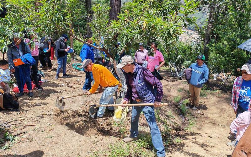 Nuevas tecnologías agrícolas fortalecen la cadena de frutas en San Marcos
