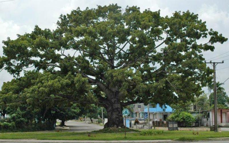 Ceiba
