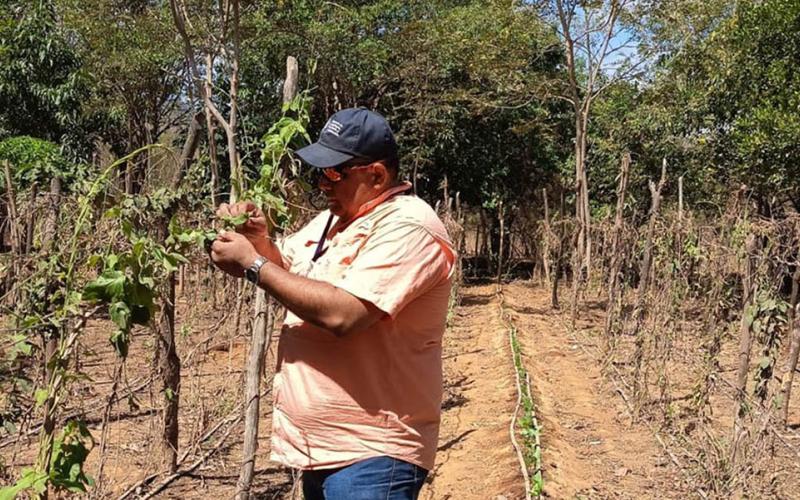 Cultivo tecnificado de loroco optimiza economía familiar
