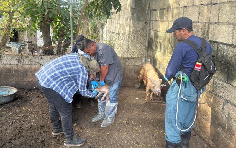 Refuerzan vigilancia sanitaria porcina en Escuintla