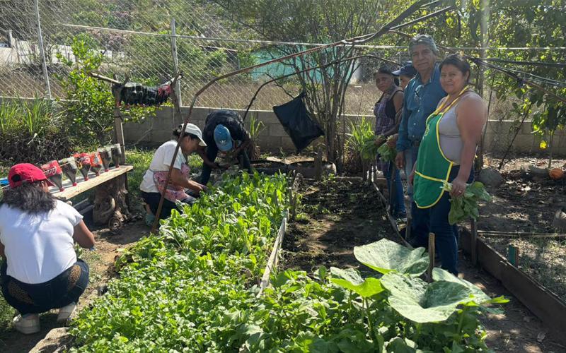Cultivos de rábano, cilantro y acelga fortalecen seguridad alimentaria de comunitarias 