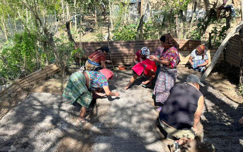 Establecen huerto comunitario en Salamá e inician producción de hortalizas