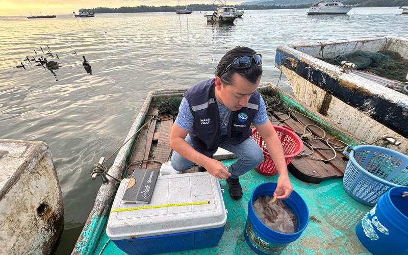 Realizan monitoreo de pesca artesanal y capturas de camarón en Livingston