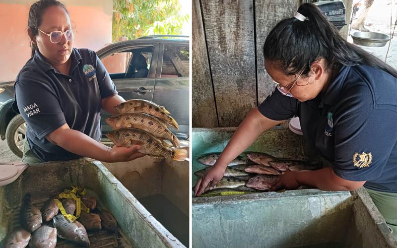 Séptimo monitoreo biológico fortalece evaluación de especies pesqueras en Petén