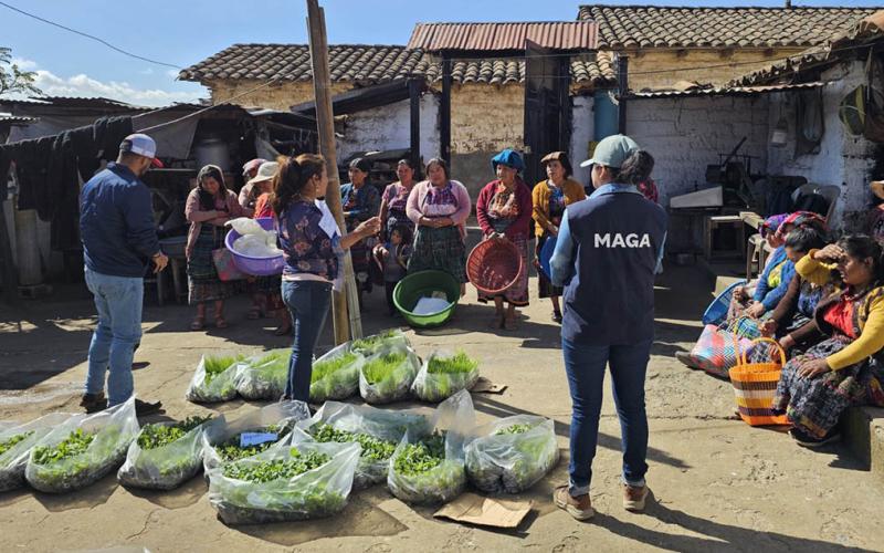 Entrega de 80 mil pilones de hortalizas da impulso a huertos familiares