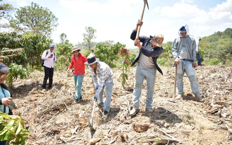 Productores de Oriente mejoran calidad y rendimiento de sus cultivos
