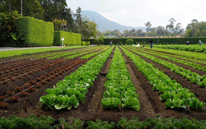 Diccionario Agrícola: Parcela Demostrativa