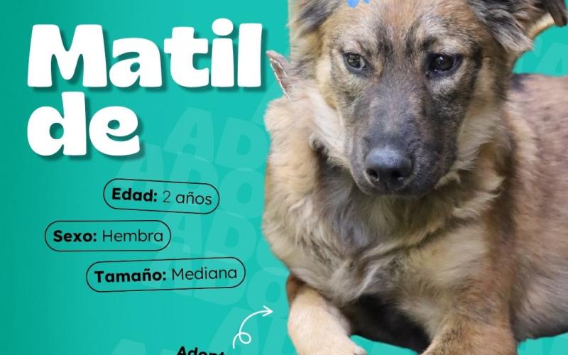 Dales la oportunidad de ser parte de tu familia