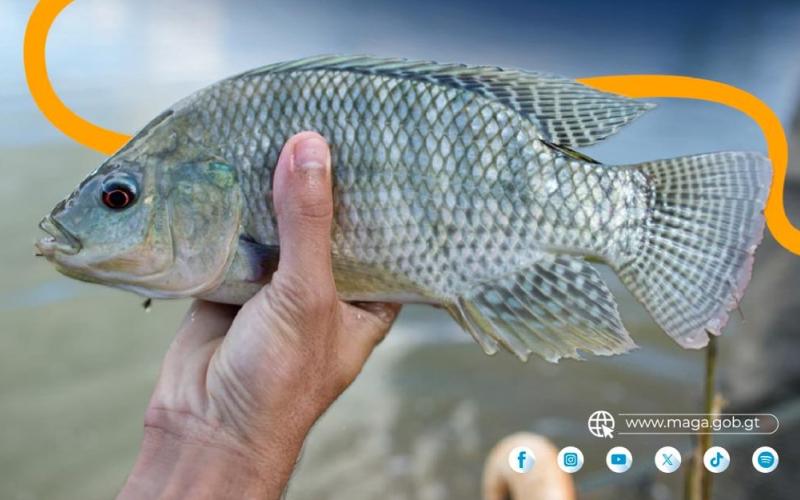Tilapia: producción que nutre y genera ingresos