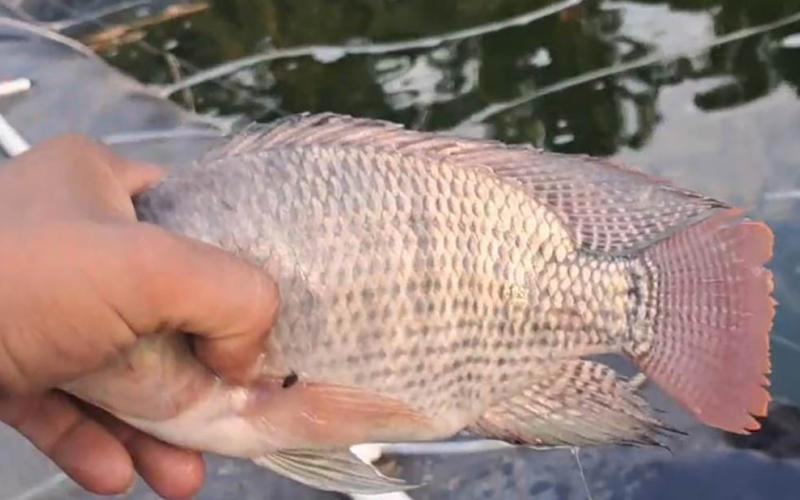 Brindan capacitación para manejo de producción de tilapia