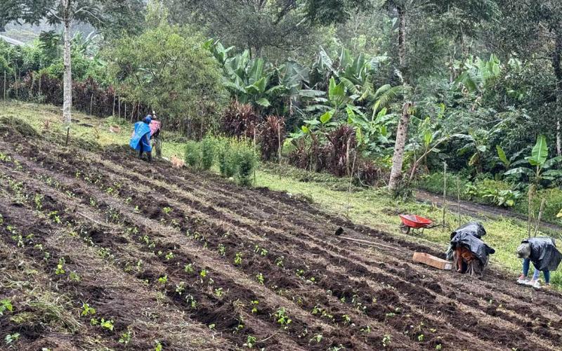 En Alta Verapaz optimizan la producción de alimentos frescos y diversificados