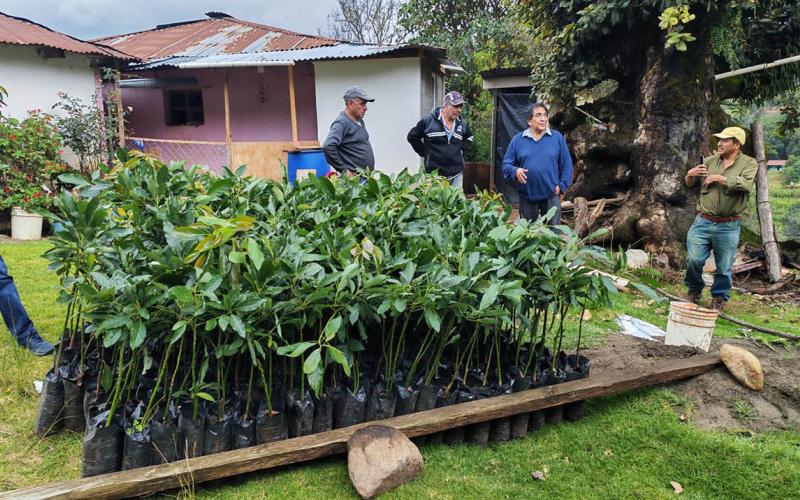 Entregan 834 plantas de aguacate Hass para fortalecer producción frutícola en San Marcos