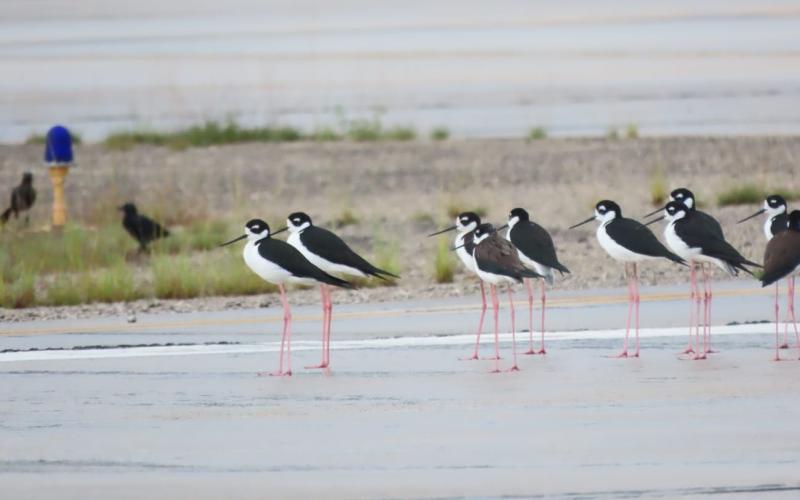 Aeropuerto Mundo Maya refuerza vigilancia por temporada de aves migratorias
