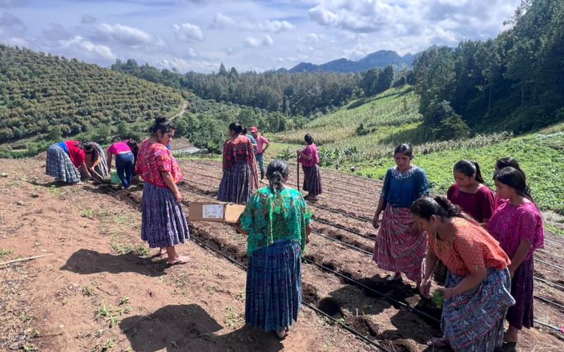 Impulsan la producción de hortalizas junto a integrantes de CADER en Cobán