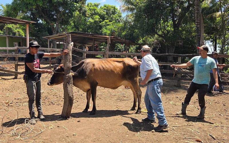 Las jornadas de vacunación contra la rabia protegen a miles de animales